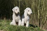 BEDLINGTON TERRIER 230